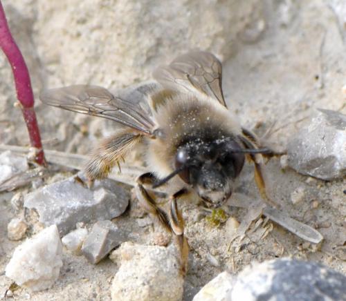 Réf. 247 541 : Eucera nigrilabris